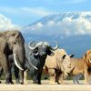 Nature Wall Mural Collection