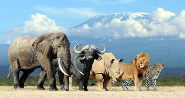 Nature Wall Mural Collection
