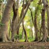 Nature Wall Mural Collection