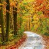 Nature Wall Mural Collection