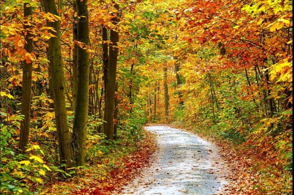 Nature Wall Mural Collection
