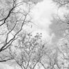 Nature Wall Mural Collection