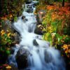 Nature Wall Mural Collection