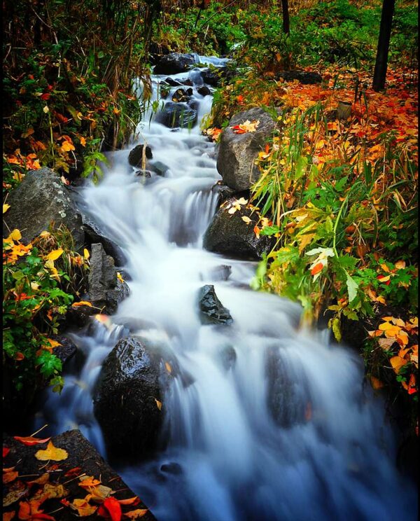 Nature Wall Mural Collection