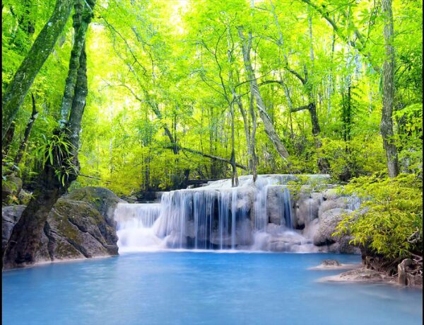 Nature Wall Mural Collection