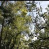 Nature Wall Mural Collection