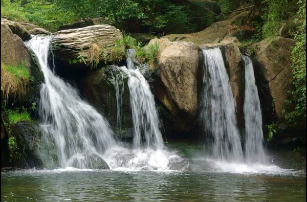 Nature Wall Mural Collection