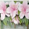 Decorative Wall Mural Collection