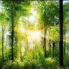 Nature Wall Mural Collection