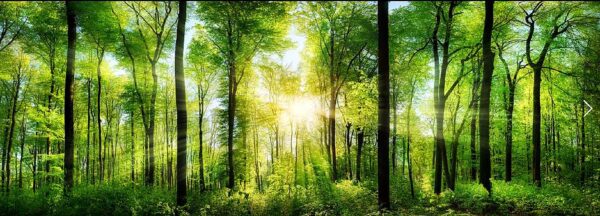 Nature Wall Mural Collection