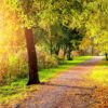 Nature Wall Mural Collection